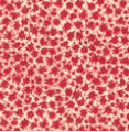 THE PENNY <br> Sliding triangle in red micro print <br> Fragola - Image 3